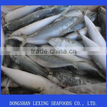 frozen seafood pacific mackerel