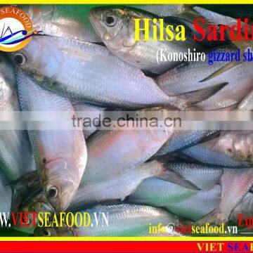 FROZEN HILSA SARDINE photo-3