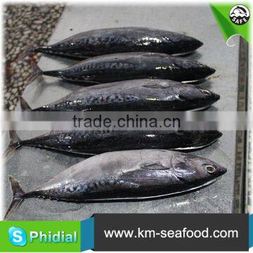 Carton or Woven Bag Packed Without Faure Marin Iced Bonito photo-5