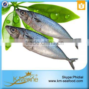 Wholesale Mackerel Frozen Foods photo-5