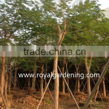 Delonix Regia Live Trees for Landscaping photo-2