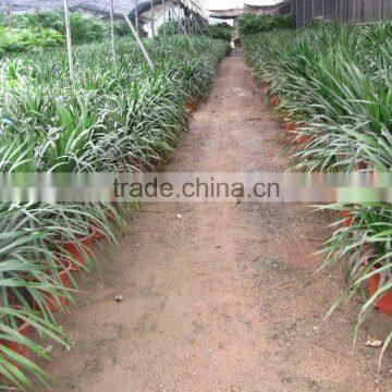 Draceana Draco photo-3