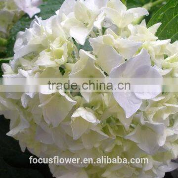 Fresh Cut White Hydrangea For Decoration