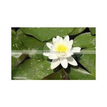 Nilofer Dry Extract photo-2