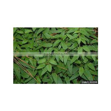 Paederia Foetida photo-2