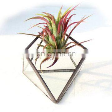 terrarium geometric glass terrarium wholesale