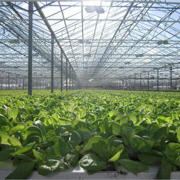 Large Size Glass Greenhouse for Vegetable Production