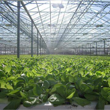 Modern Venlo Type Intelligent Greenhouse Covering PC Sheet photo-3