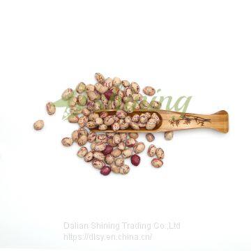 Hot Sale Speckled Kidney Beans Large Selected Pinto Bean photo-3