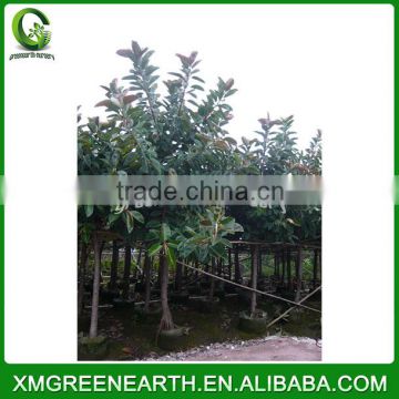 Ficus elastica diameter 8-10cm