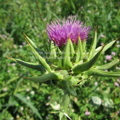 Milk Thistle Extract, Silymarin 80%, Silybin 30% DAB10, Silybum marianum Extract, Yongyuan Bio