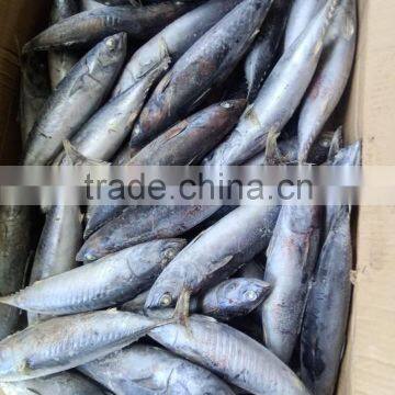 Top Sales Frozen Bonito Tuna Fish Auxis Thazard Bullet Tuna