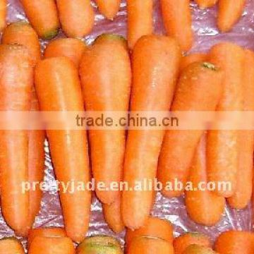 Low Price 2014 Chinese Carrot