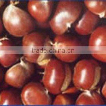 Fresh Chestnuts(60-80)