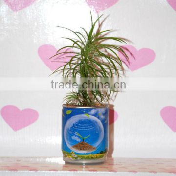 DIY Tin Plants,Decorative plants