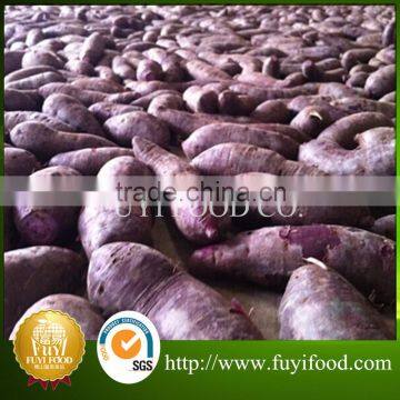 2015 fresh sweet No seed sweet potato