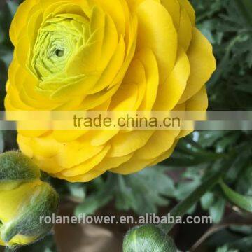 2016 First Class Yellow Flower Peony for Wholesale photo-3