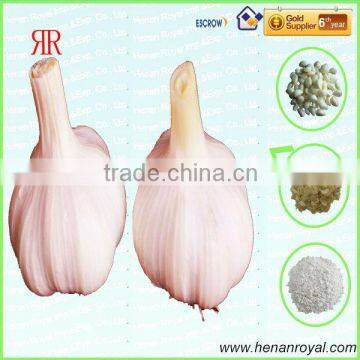 Big size garlic for sale