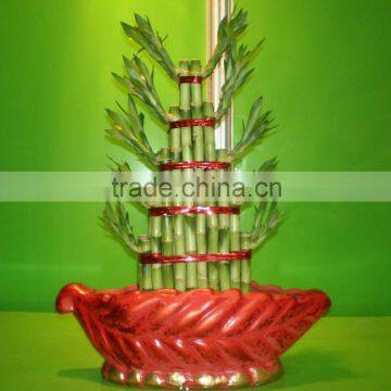 Tier Step Stair Lucky Bamboo Air Bonsai Tree Dracaena Sanderiana Indoor Ornamental Aquatic Plants Nursery Garden Decoration photo-5