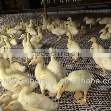 new style poultry plastic duck slat floor