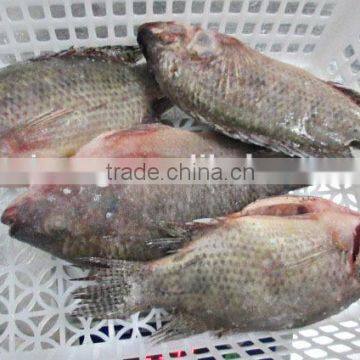 Frozen Tilapia Gutted & Scaled 500-800g