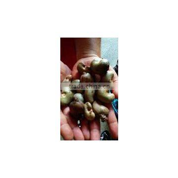 cashew nut