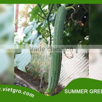 High Yield F1 Hybrid Luffa Seed - SUMMER GREEN 02