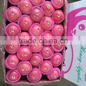 Fuji Apples Wholesale Fruit Prices photo-3