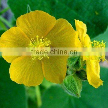 Indian Mallow powder