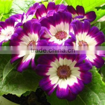 Hybrid Cineraria Seeds Beautiful Flower Seeds For Growing