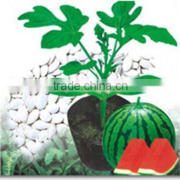 Melon Watermelon Root Stock Seeds For Sale