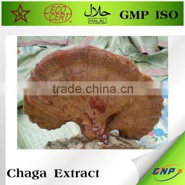 Supply Chaga Extract Powder Capsule