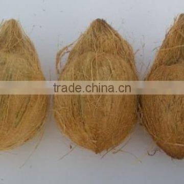 light brown Indian coconut