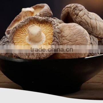 High quality 2016 dried smooth shiitake mushroom