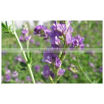 Pure Nature Alfalfa Extract Powder