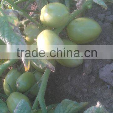 HERO 110 Hybrid Tomato Seeds