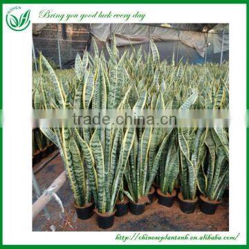 Sansevieria Bonsai for Maket photo-4