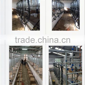 50cows positions fishing bone milking system