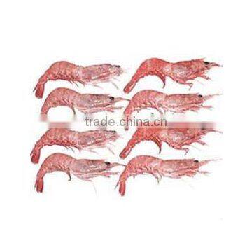 Frozen red shrimp