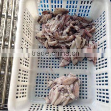 Grade A BQF Baby Squid Loligo Japonica photo-3