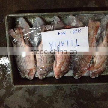 Frozen Whole Round Tilapia photo-4