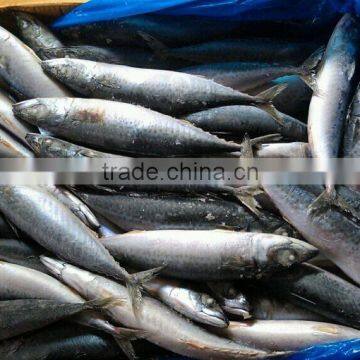 Pacific Mackerel Low Price for Canning photo-3