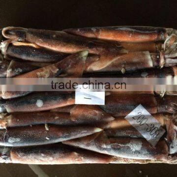 Frozen Argentina Squid Raw Material photo-2