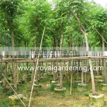 Cassia Siamea Yellow Flower photo-3