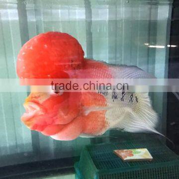 Aquarium Fish Farm and Export From Thailand photo-2