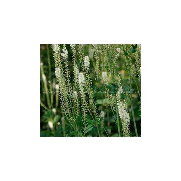 Black cohosh P.E