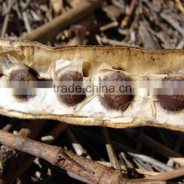 Bulk Moringa seeds for Commercial Projects