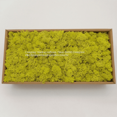 Natural Real Preserved Moss Wholesale Fresh Preserved Moss wall Decoration