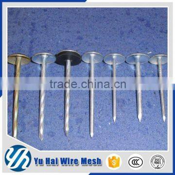 clout head galvanized coil roofing nails