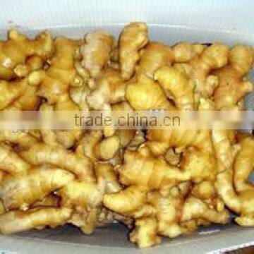 New crop ginger garlic chopper with high quality